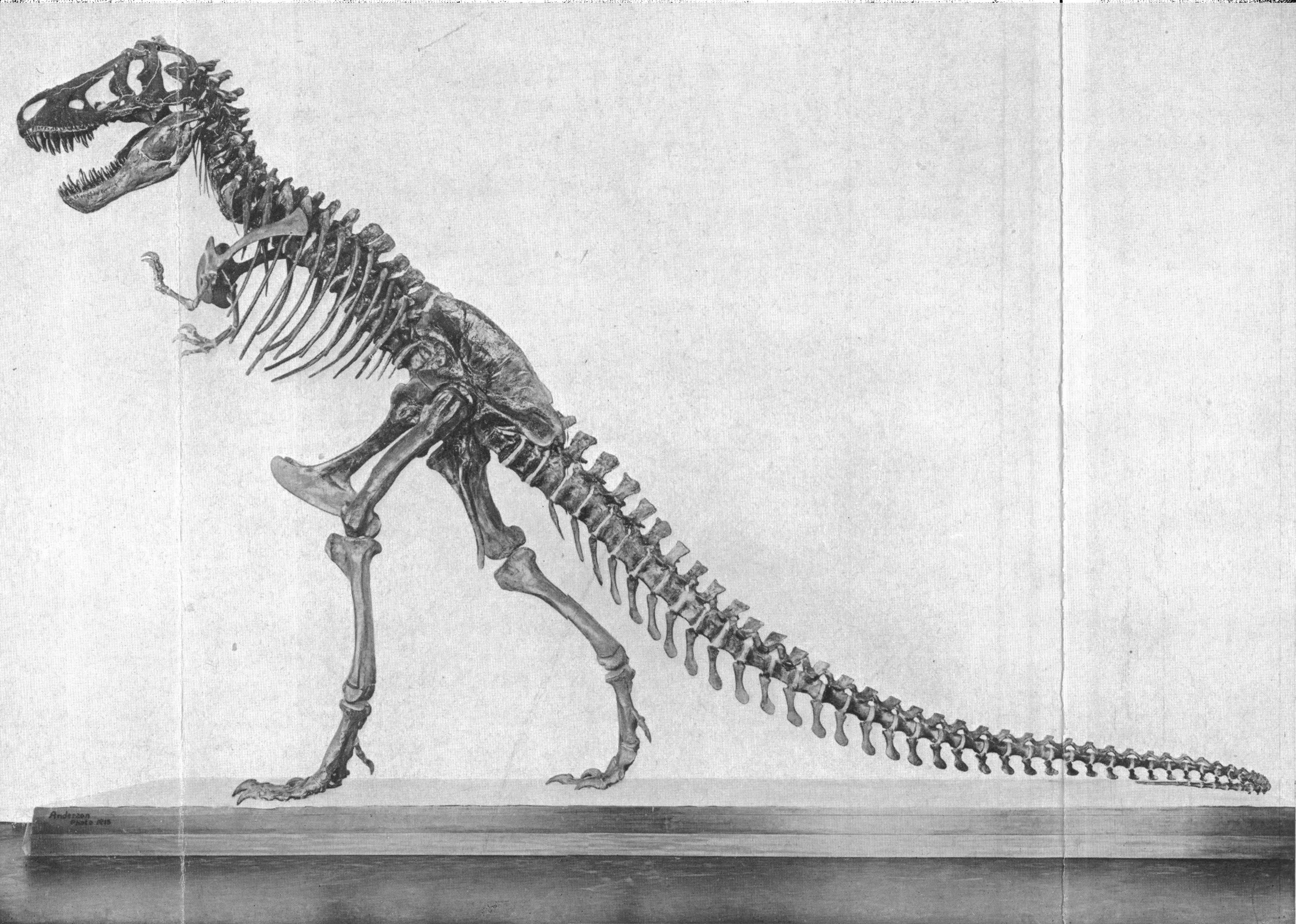 Nick Longrich - Blog